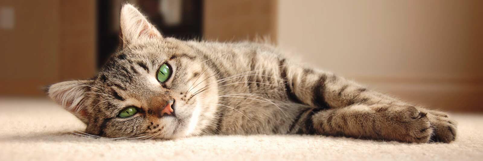 Featured Animals