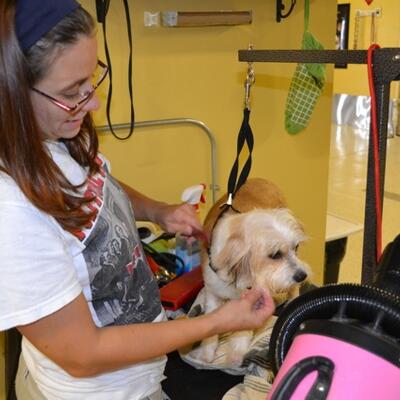 Welcome to Kings Harvest No Kill Shelter