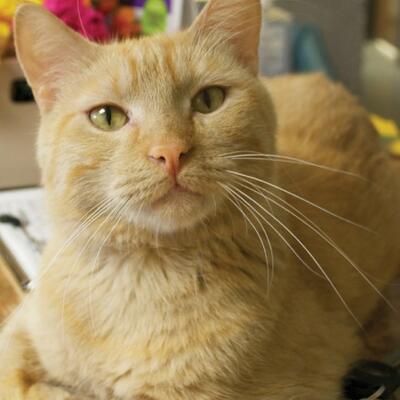 Welcome to Kings Harvest No Kill Shelter
