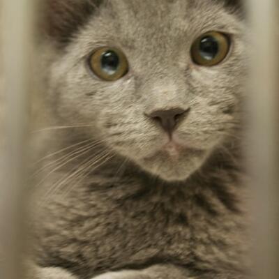 Welcome to Kings Harvest No Kill Shelter